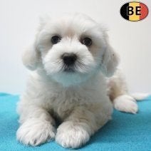 Chiots Bichon Havanais à vendre - Des boules de tendresse!, Commerçant, Chien (mâle), Maladie de Carré (chiens), Autres races