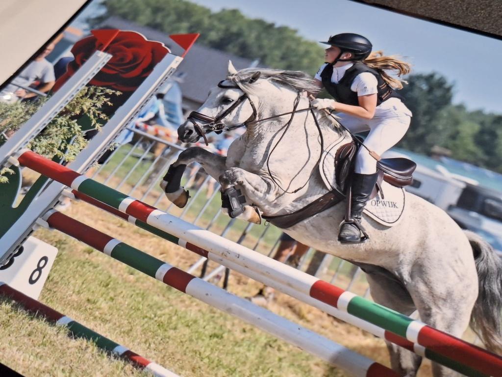 lieve sport c pony, Dieren en Toebehoren, Gechipt, Ruin, Springpony, 11 jaar of ouder