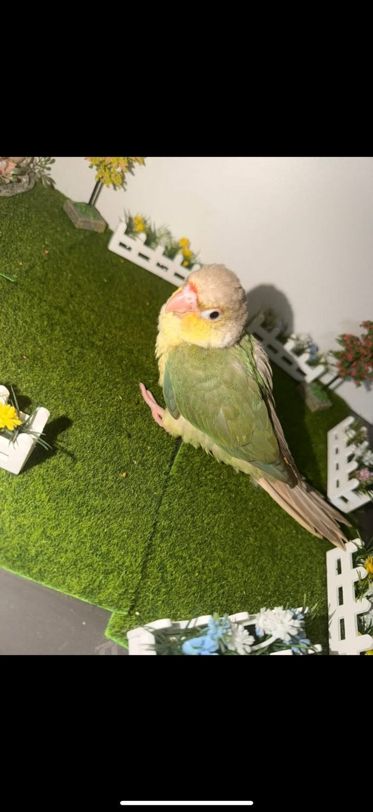 Conure molinae, Sexe inconnu, Perruche, Parleur