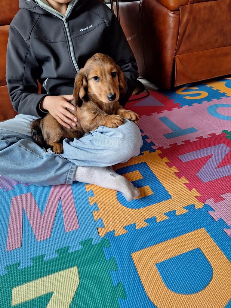 Langharige dwergteckel pups, Dieren en Toebehoren, Honden | Teckels en Dashonden, Parvo, België, 8 tot 15 weken, Dwerg