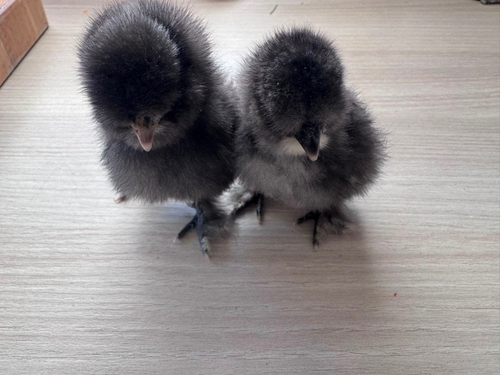 Zijdehoen krul hennen, Dieren en Toebehoren, Vrouwelijk, Kip