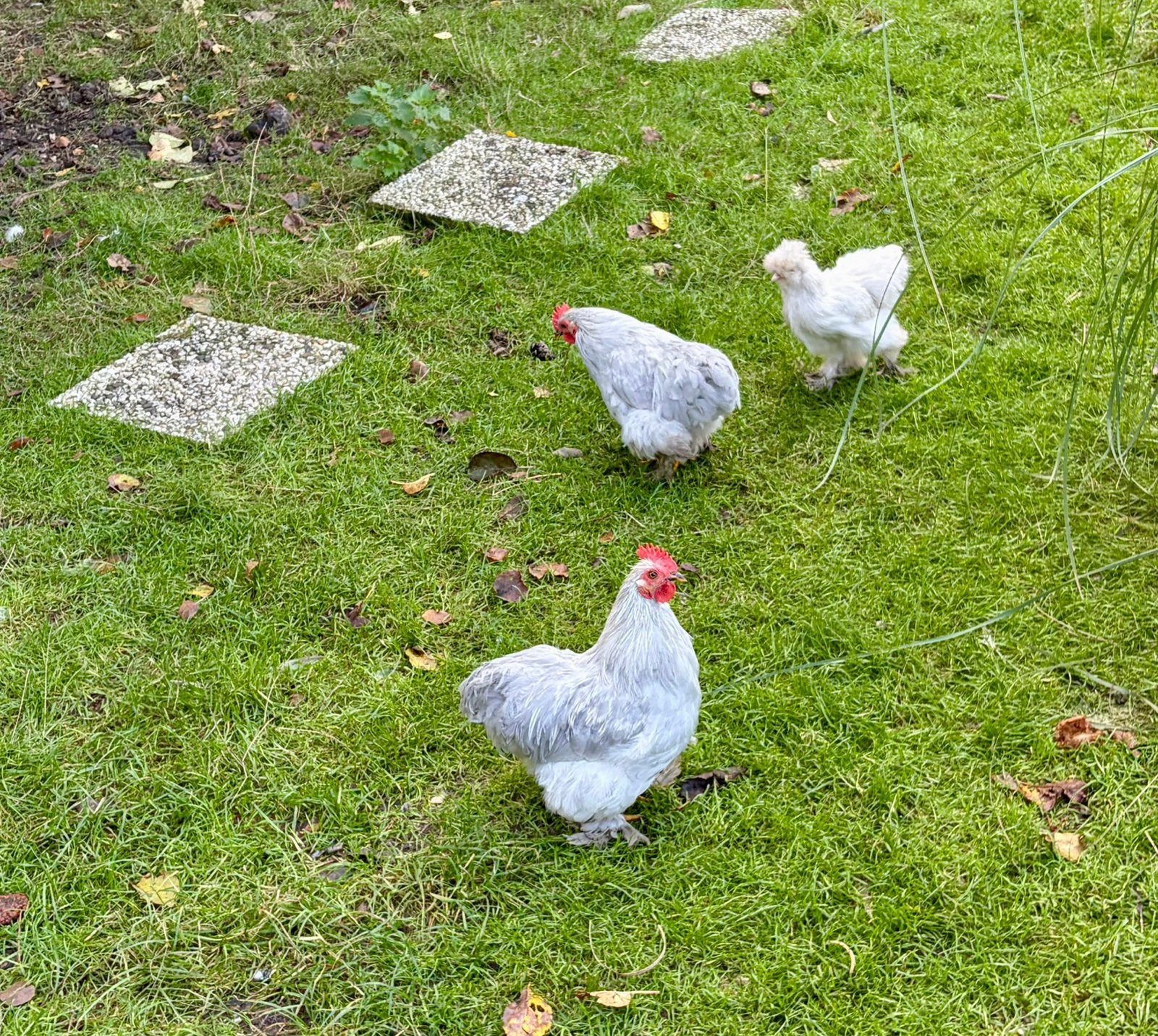 Cochin kriel hanen gratis, Dieren en Toebehoren, Mannelijk, Kip