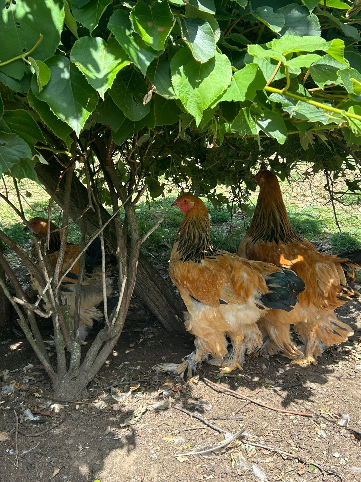 Enkele jonge brahma hanen, Dieren en Toebehoren, Pluimvee, Mannelijk, Kip