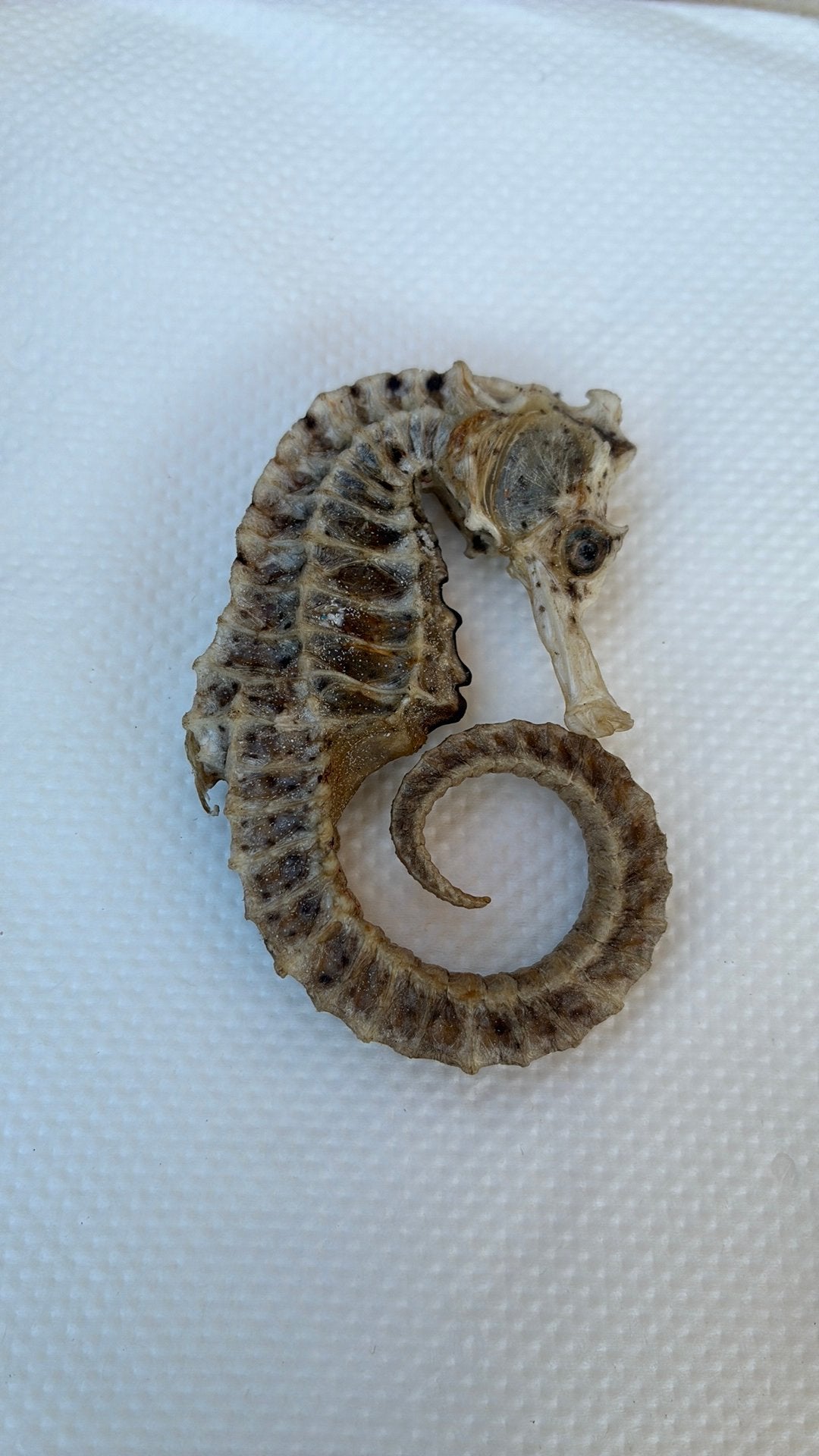Seahorse à vendre, Collections, Enlèvement ou Envoi, Comme neuf