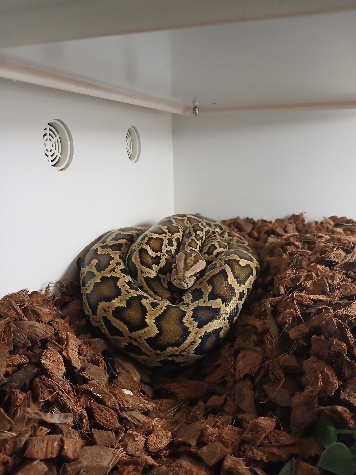 Python met terrarium, Dieren en Toebehoren, Met terrarium