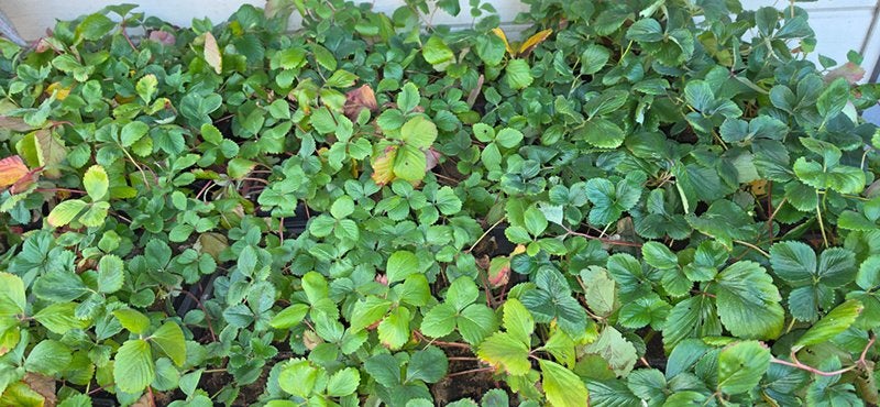 Aardbei planten in P9 en P7 potjes, Ophalen, Volle zon, Vaste plant, Zomer
