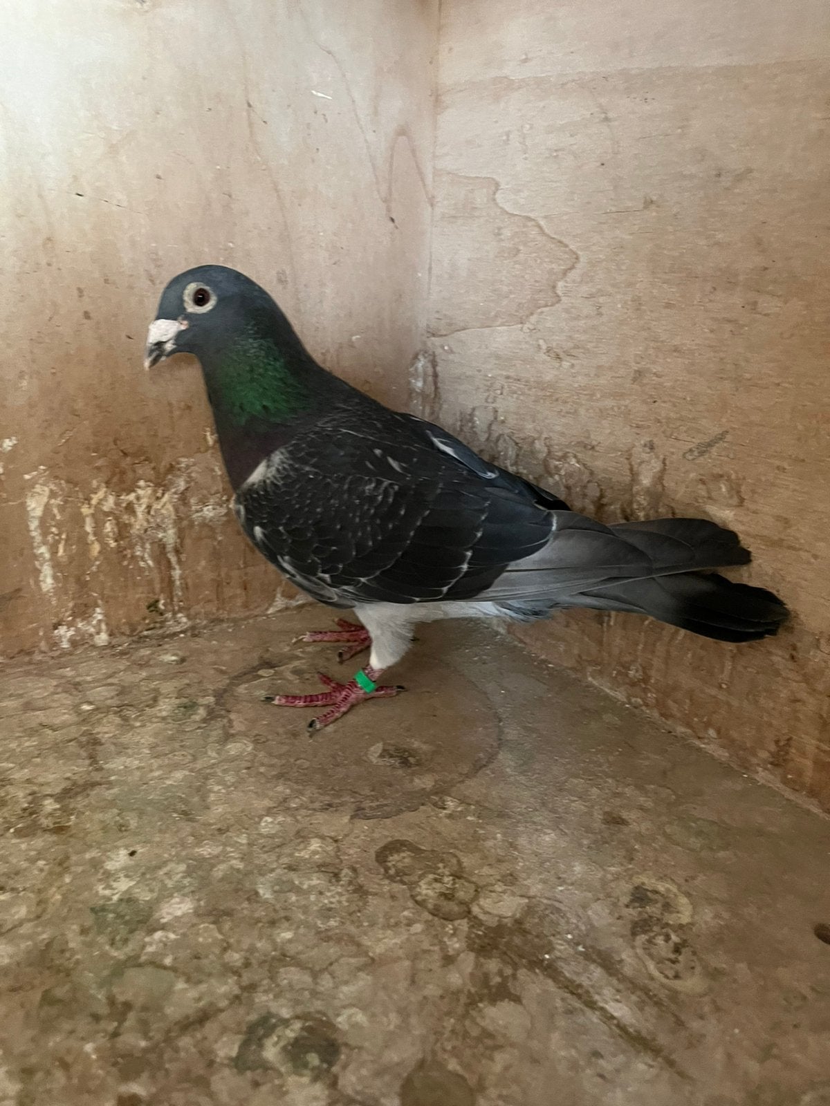 Zwarte fondduiver!, Dieren en Toebehoren, Vogels | Duiven
