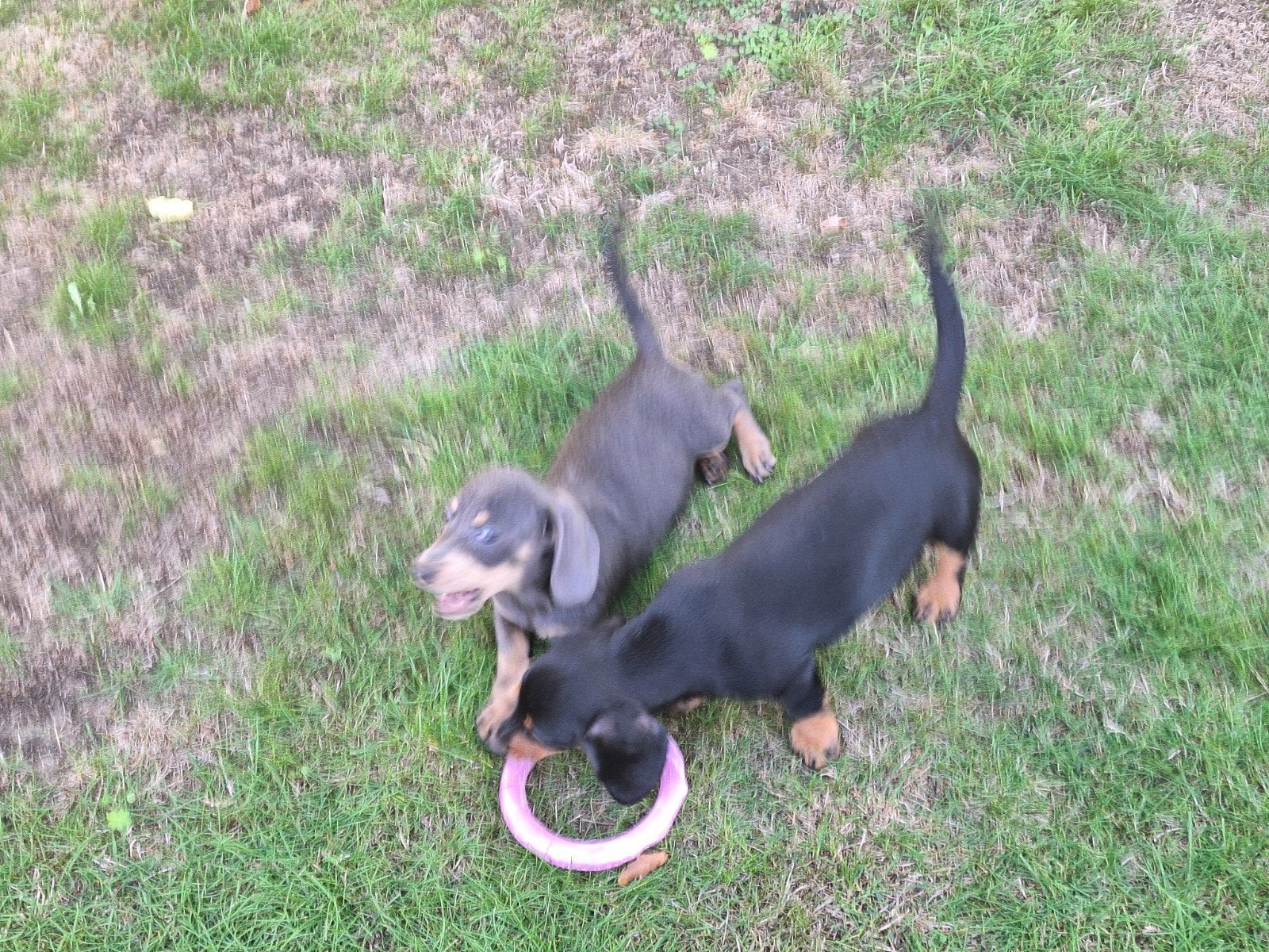 Dwergteckel puppy's, Dieren en Toebehoren, België, CDV (hondenziekte), 8 tot 15 weken, Korthaar