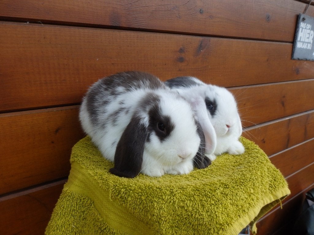 nhd, koppeltje, Meerdere dieren, Dwerg, Hangoor, 0 tot 2 jaar