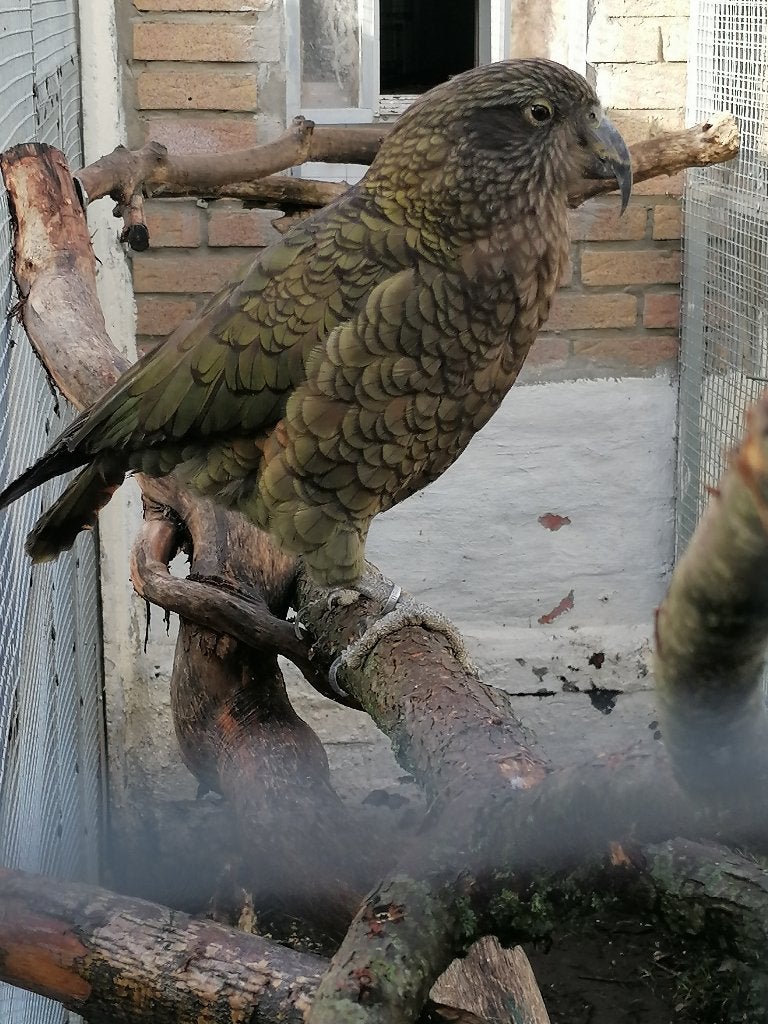 gezocht volwassen pop kea (nestor notabilis)