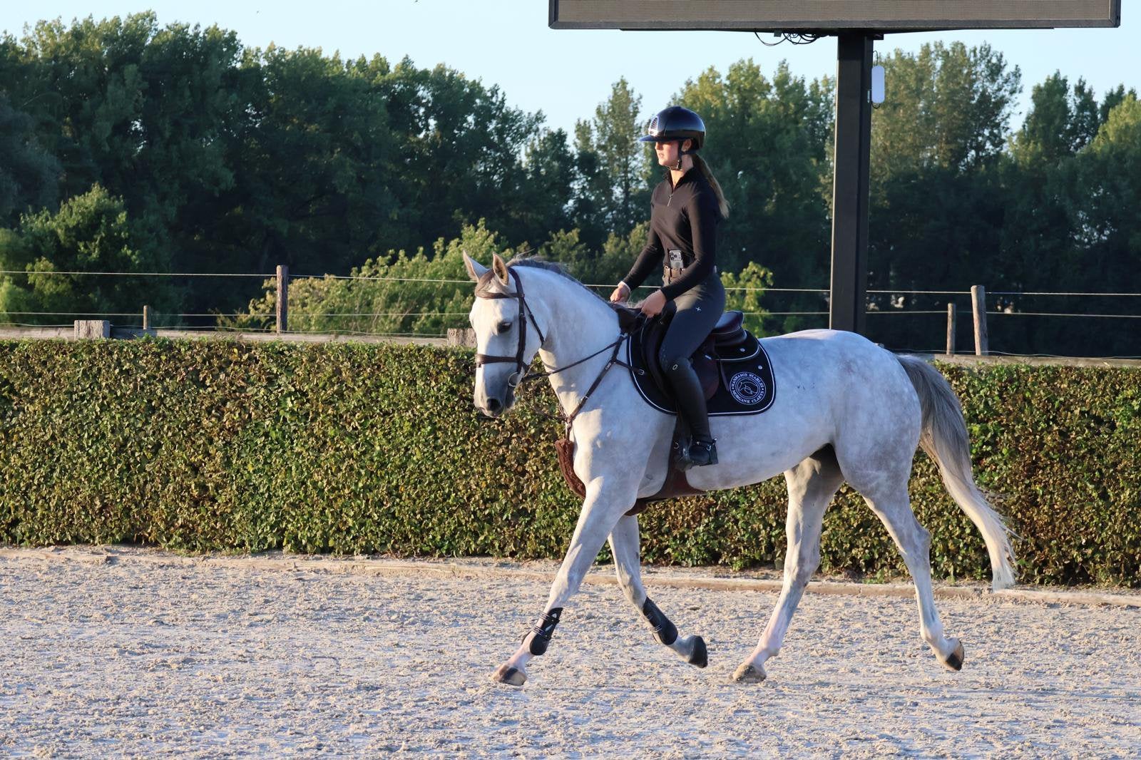 Jument d’obstacles 6 ans, Animaux & Accessoires, Z, Avec pedigree, 165 à 170 cm, Cheval de saut