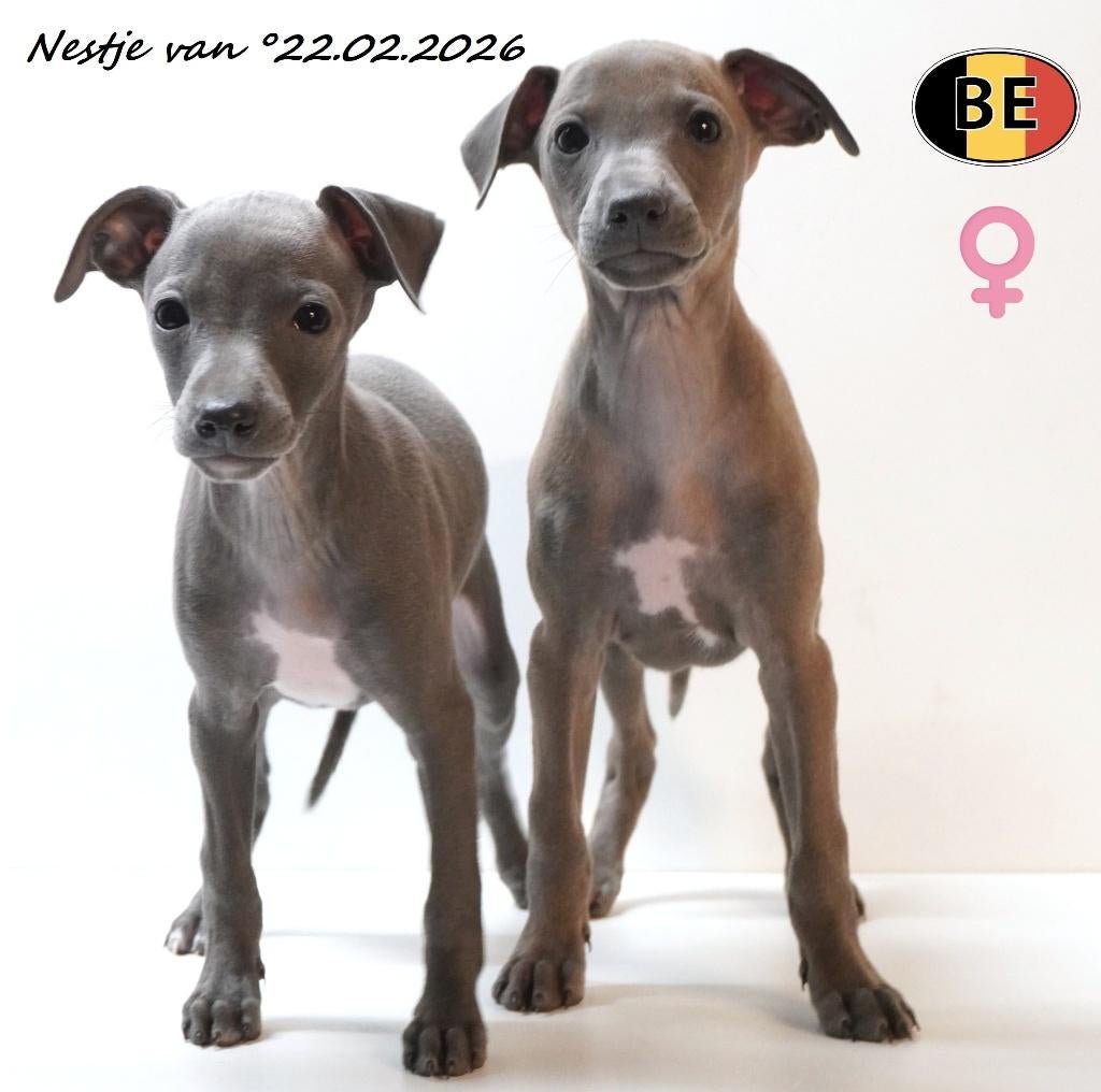 Italiaanse Windhond pups te koop (Blauw) Belgisch nestje, Dieren en Toebehoren, Parvo, België, 8 tot 15 weken, Meerdere