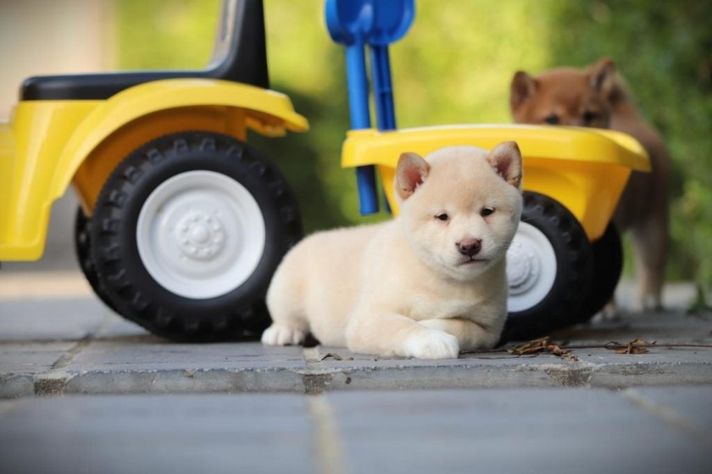 Creme kleurige Shiba INu pups, Parvo, België, Reu, 8 tot 15 weken