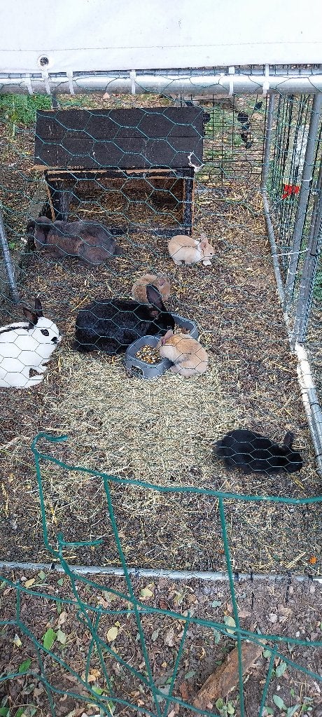 Konijntjes, Dieren en Toebehoren, Meerdere dieren, Klein, 0 tot 2 jaar