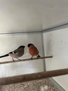 noordse goudvinken, Meerdere dieren, Wildzangvogel, Geringd