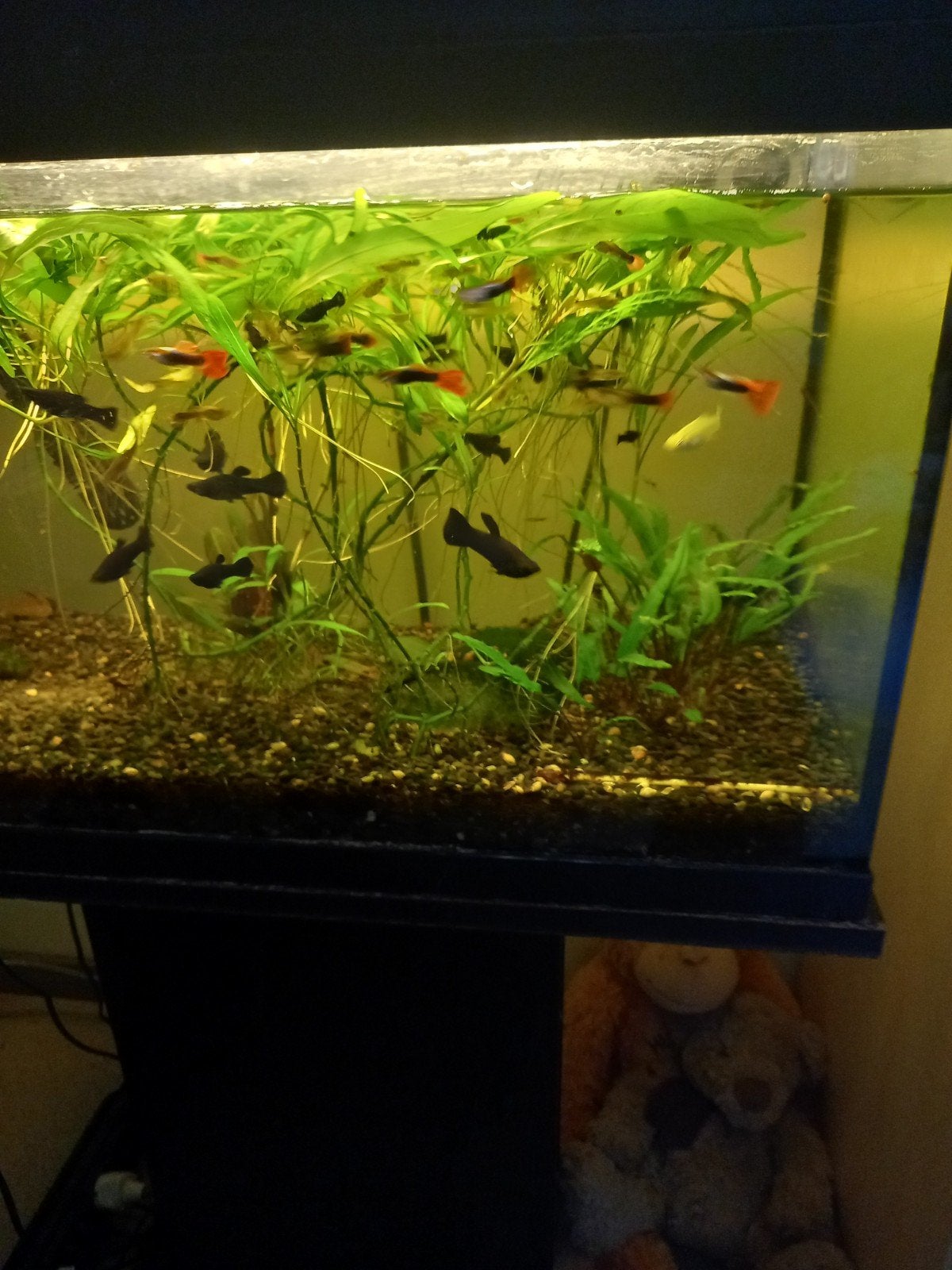 Guppy's en Black Molly's te koop, Vis, Zoetwatervis