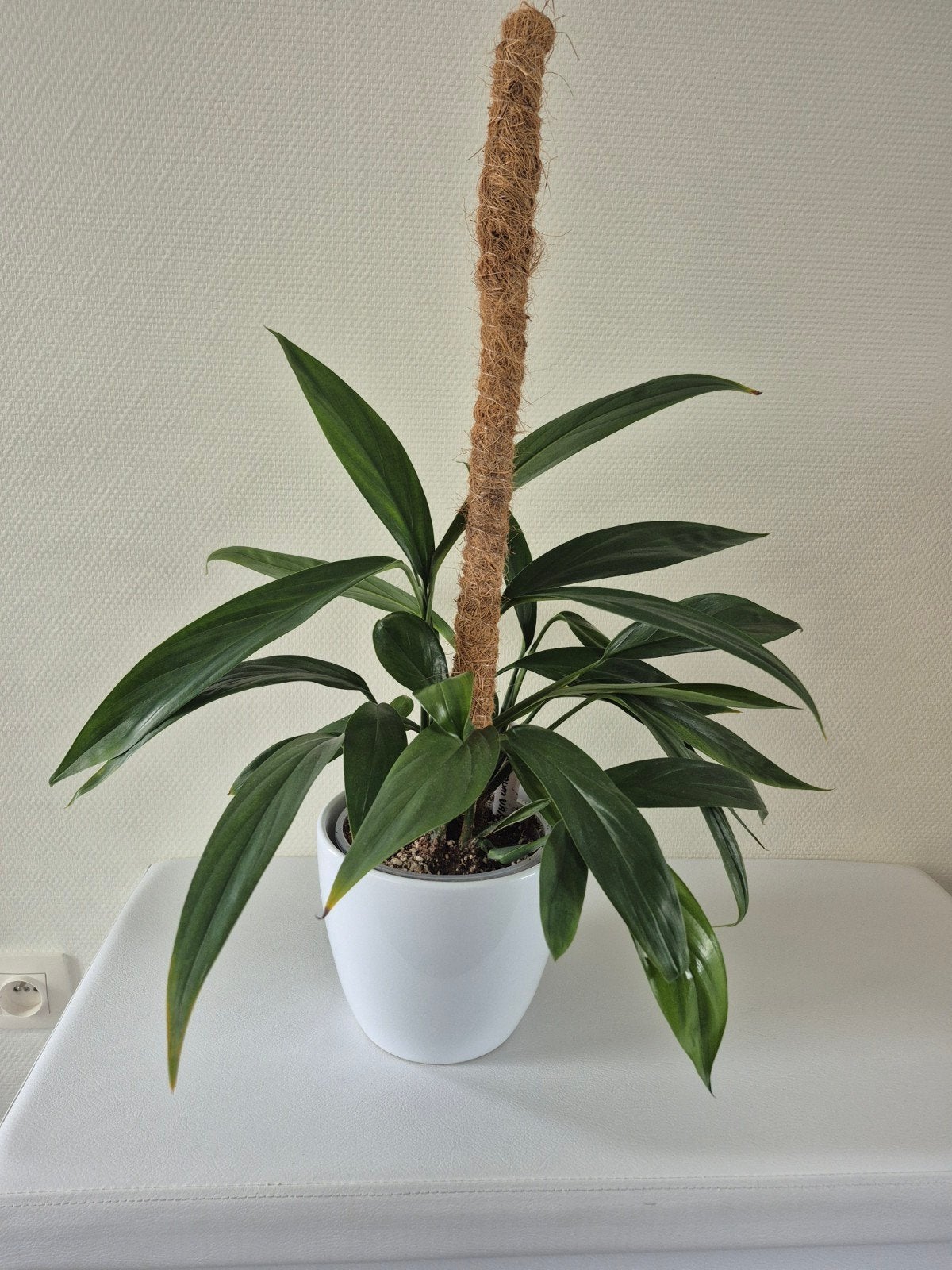 Epipremnum amplissimum, Huis en Inrichting, Ophalen