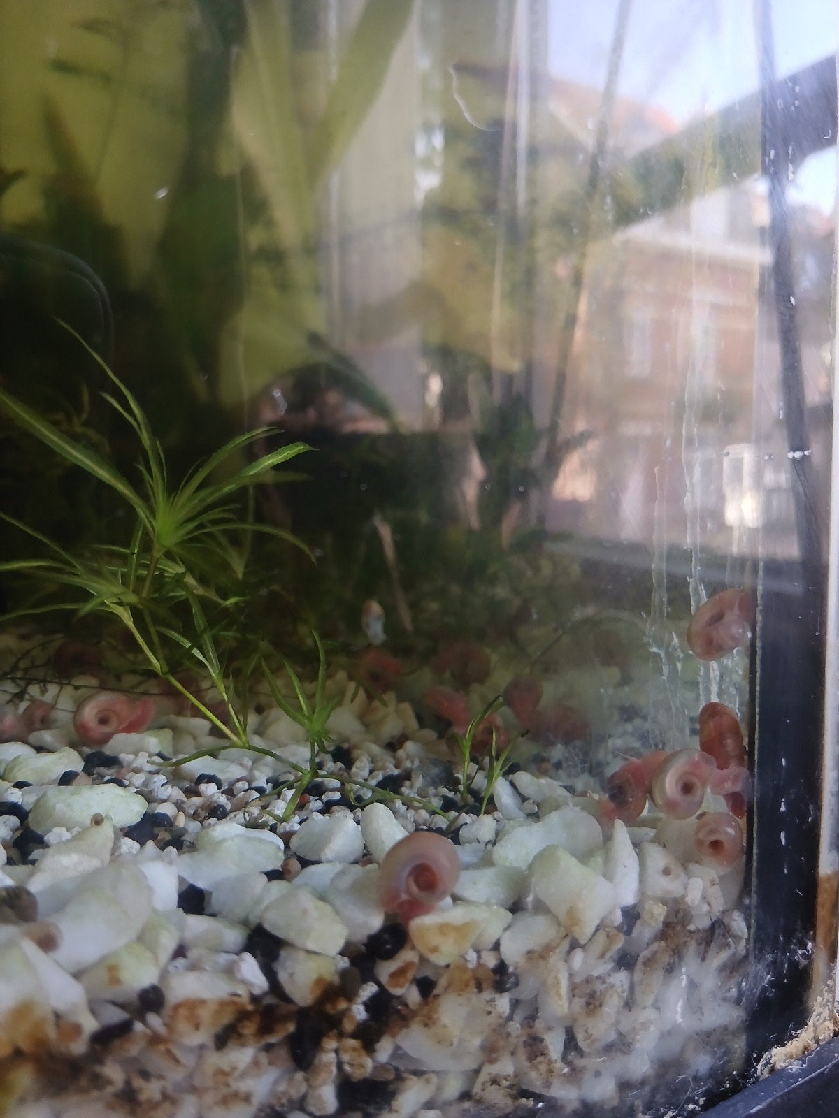 escatgo planorbe rouge, Escargot ou Mollusque, Poisson d'eau douce, Banc de poissons