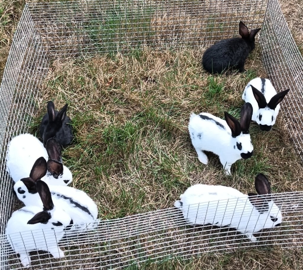 Nest reuze vlinder Lotharinger konijnen, Dieren en Toebehoren, Konijnen, Meerdere dieren, Groot