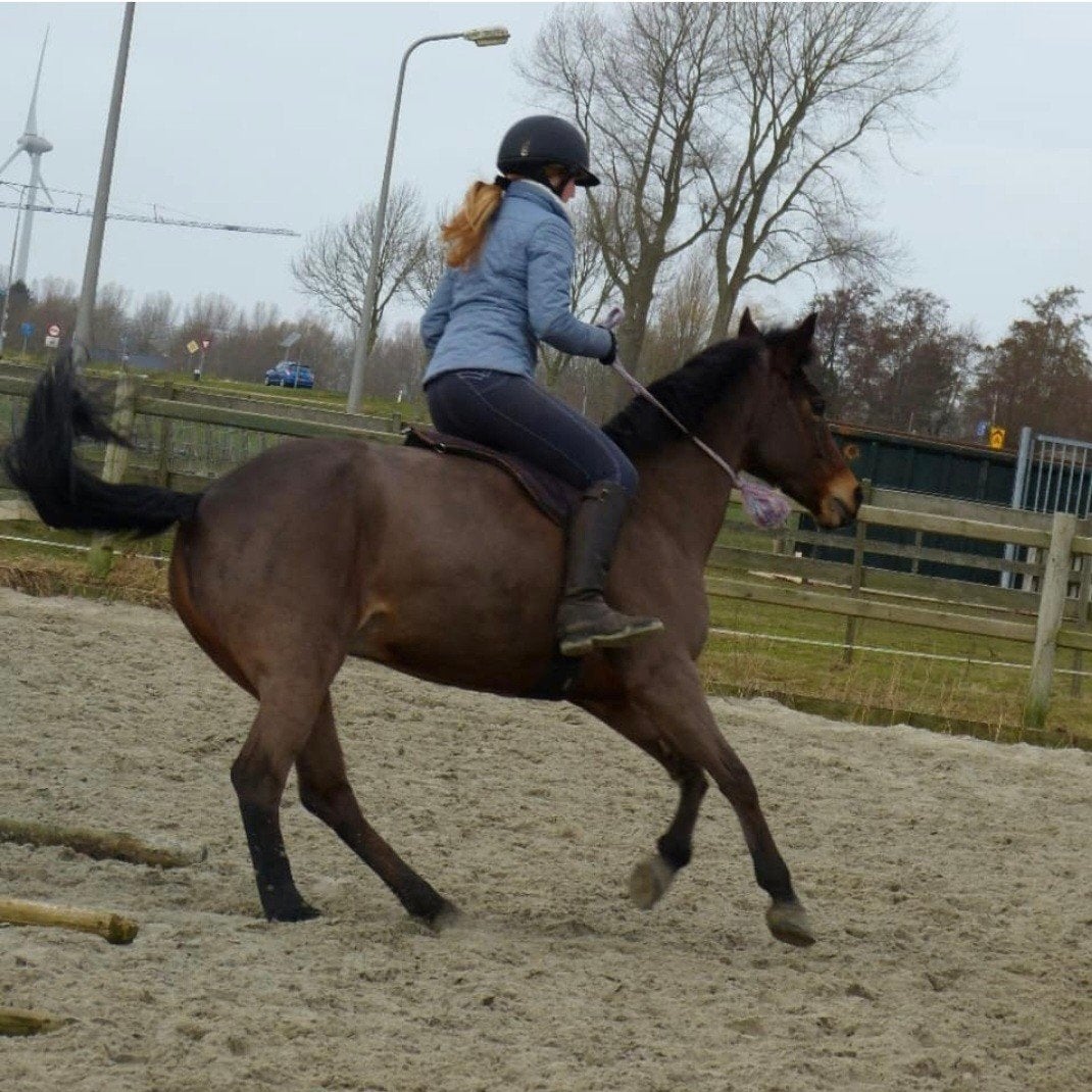 Verzorgpony halve stal, ZZ, Met stamboom, Ruin, Springpony