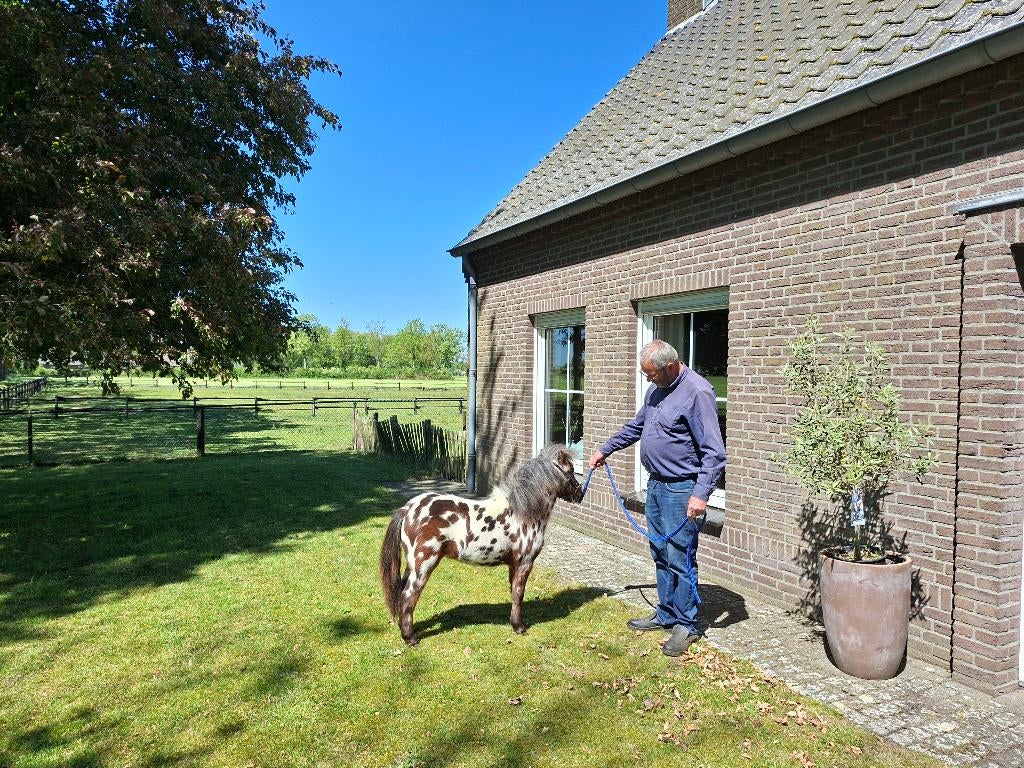 Zeldzaam mooi paardje, Dieren en Toebehoren, Hengst, A pony (tot 1.17m), Met stamboom, 0 tot 2 jaar