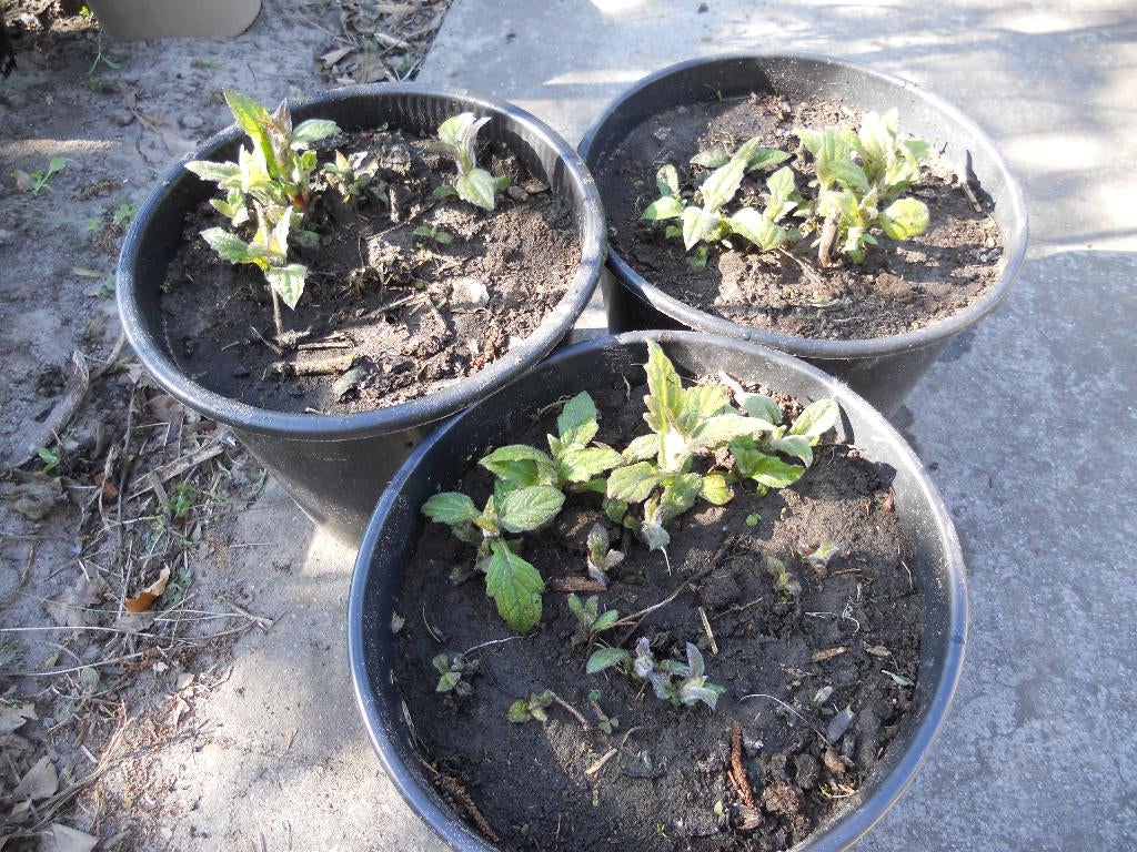 Yacon (appelwortel), Jardin & Terrasse, Plantes | Jardin, Enlèvement, Annuelle, Plantes potagères, Plein soleil