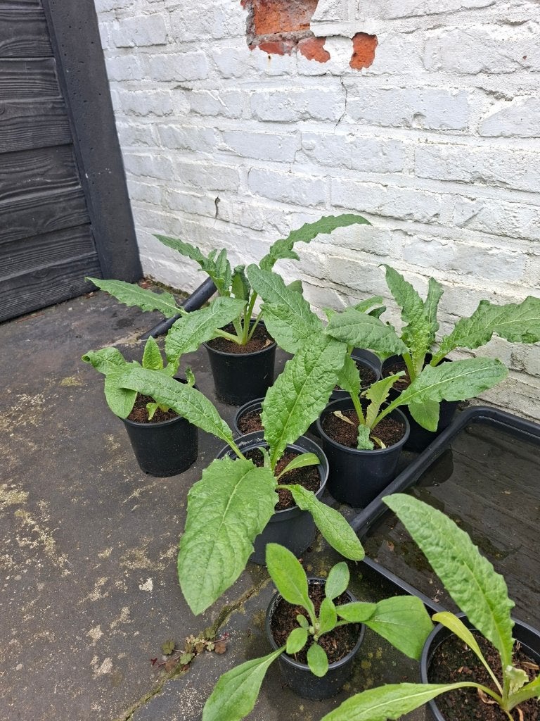 artisjok plant, Tuin en Terras, Planten | Tuinplanten, Ophalen, Volle zon, Zomer, Groenteplanten