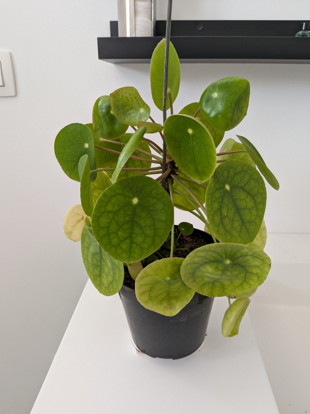 Pannekoekplantje, Ophalen