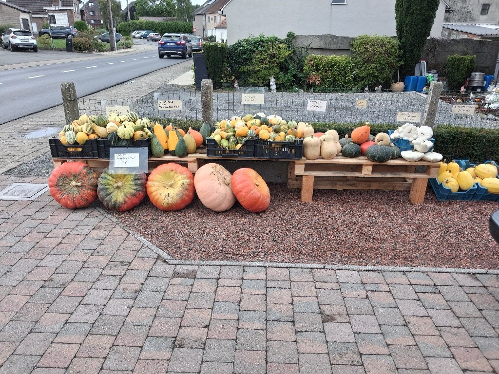 Sierfruit en pompoenen, butternutten, patissons, enz, Ophalen, Nieuw