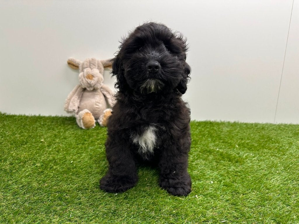 Nestje Cockapoo pups 3, Parvo, België, 8 tot 15 weken, Meerdere