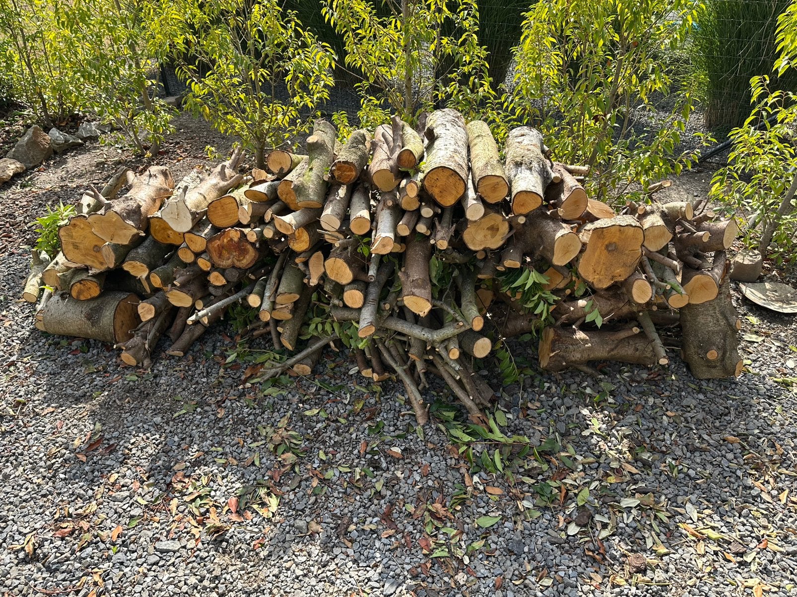 Gehakt hout - Laurier uit Portugal, Tuin en Terras, Minder dan 3 m³, Ophalen, Overige houtsoorten, Blokken