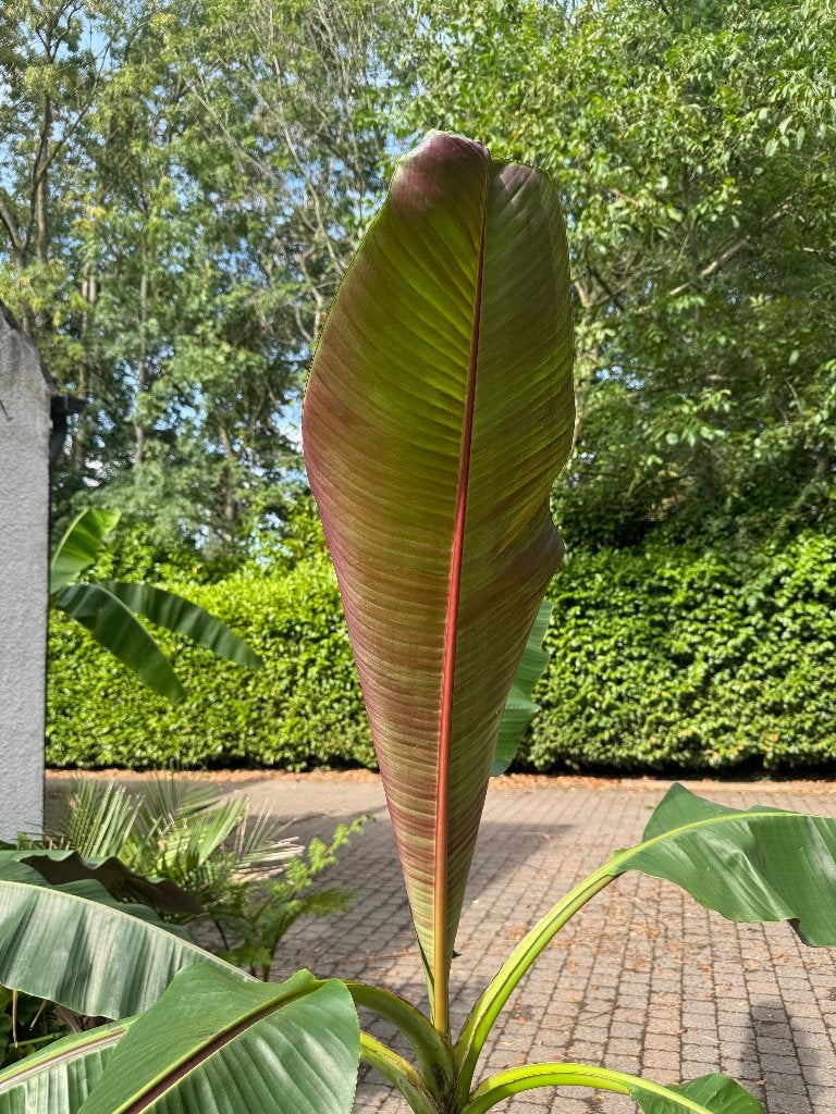Musa sikkimensis 'red tiger', Ophalen, Vaste plant, Overige soorten, Volle zon