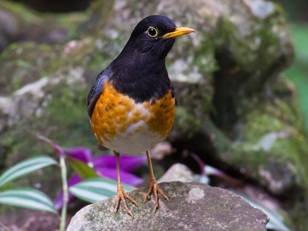 Zwartborstlijster man, Dieren en Toebehoren, Meerdere dieren, Wildzangvogel, Geringd