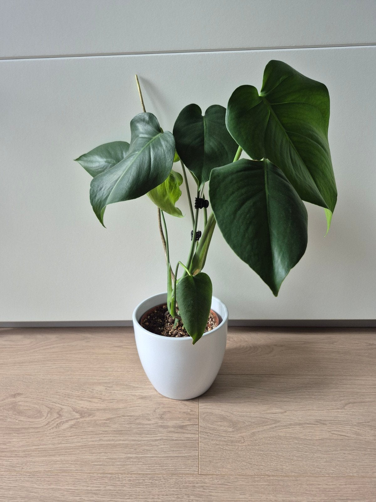 Monstera deliciosa, Enlèvement