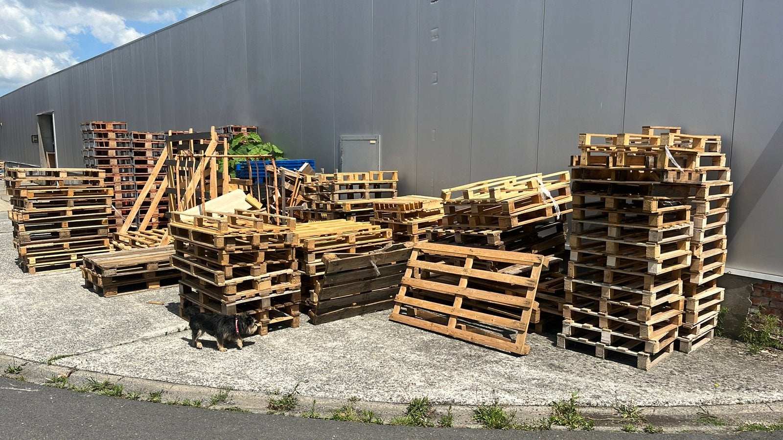Brandhout gratis, Ophalen of Verzenden
