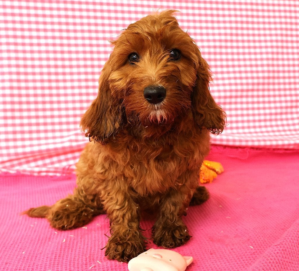 Des chiots Cockapoo super sympas !, 15 semaines à 1 an, Chienne, Éleveur | Professionnel, Taille moyenne