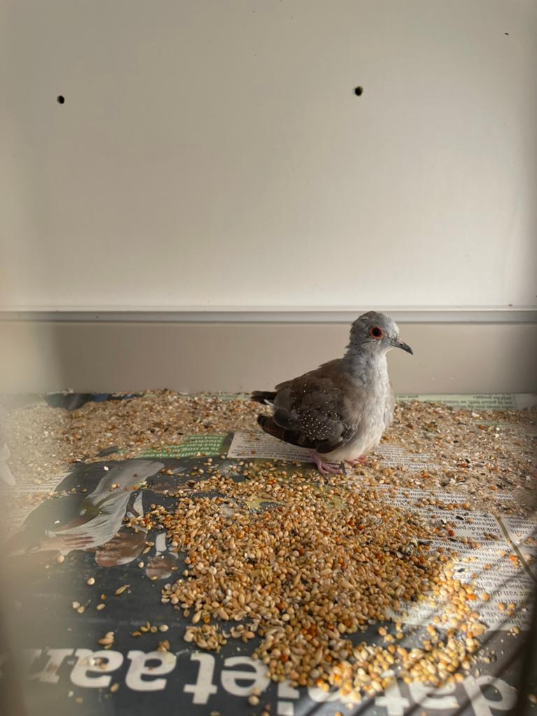 Diamant duifjes, Dieren en Toebehoren
