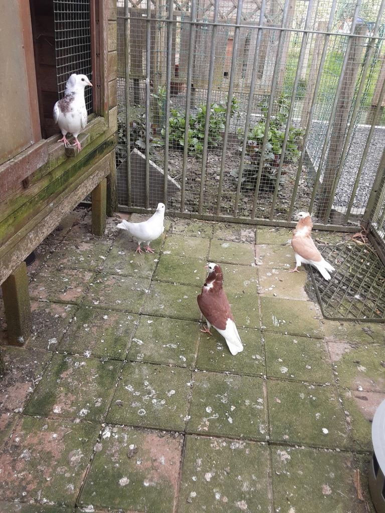 Jonge Oudhollandse Kapucijnen duiven, Dieren en Toebehoren, Vogels | Duiven, Meerdere dieren, Overige soorten