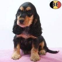 Cocker anglais - Des frimousses au regard plein de douceur, Animaux & Accessoires, Commerçant, Maladie de Carré (chiens), Plusieurs