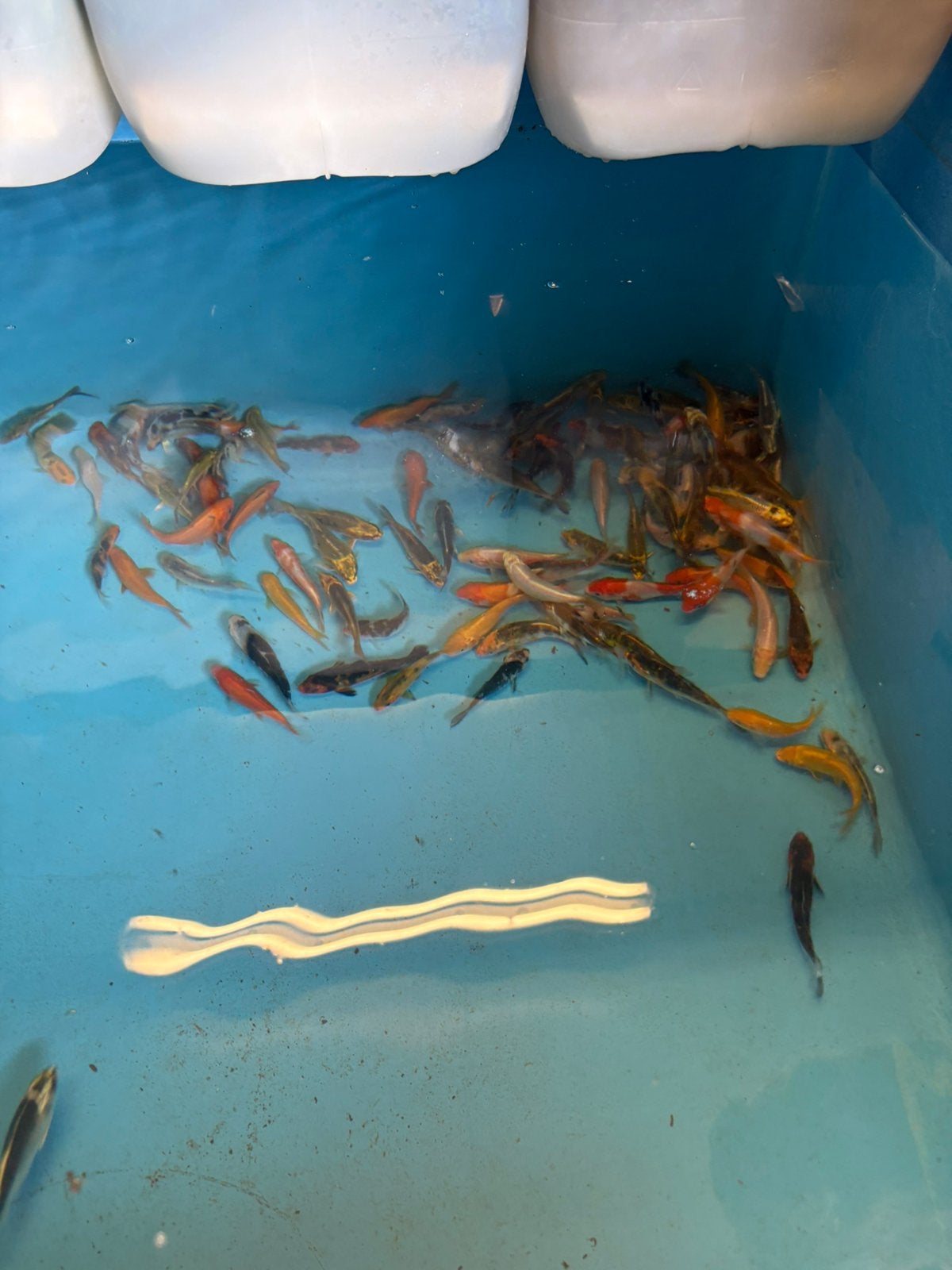 Koi 10/13, Dieren en Toebehoren, Vissen | Vijvervissen, Karper of Koi