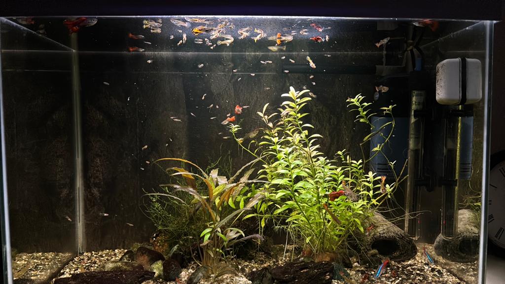 Guppy visjes, Dieren en Toebehoren, Vis, Zoetwatervis
