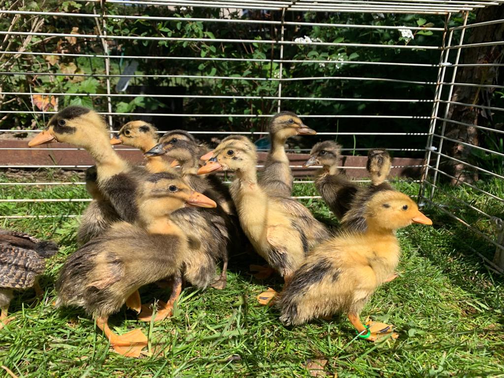 Canetons coureur indien de différents coloris à vendre DISPO, Animaux & Accessoires, Volatiles, Canard, Plusieurs animaux