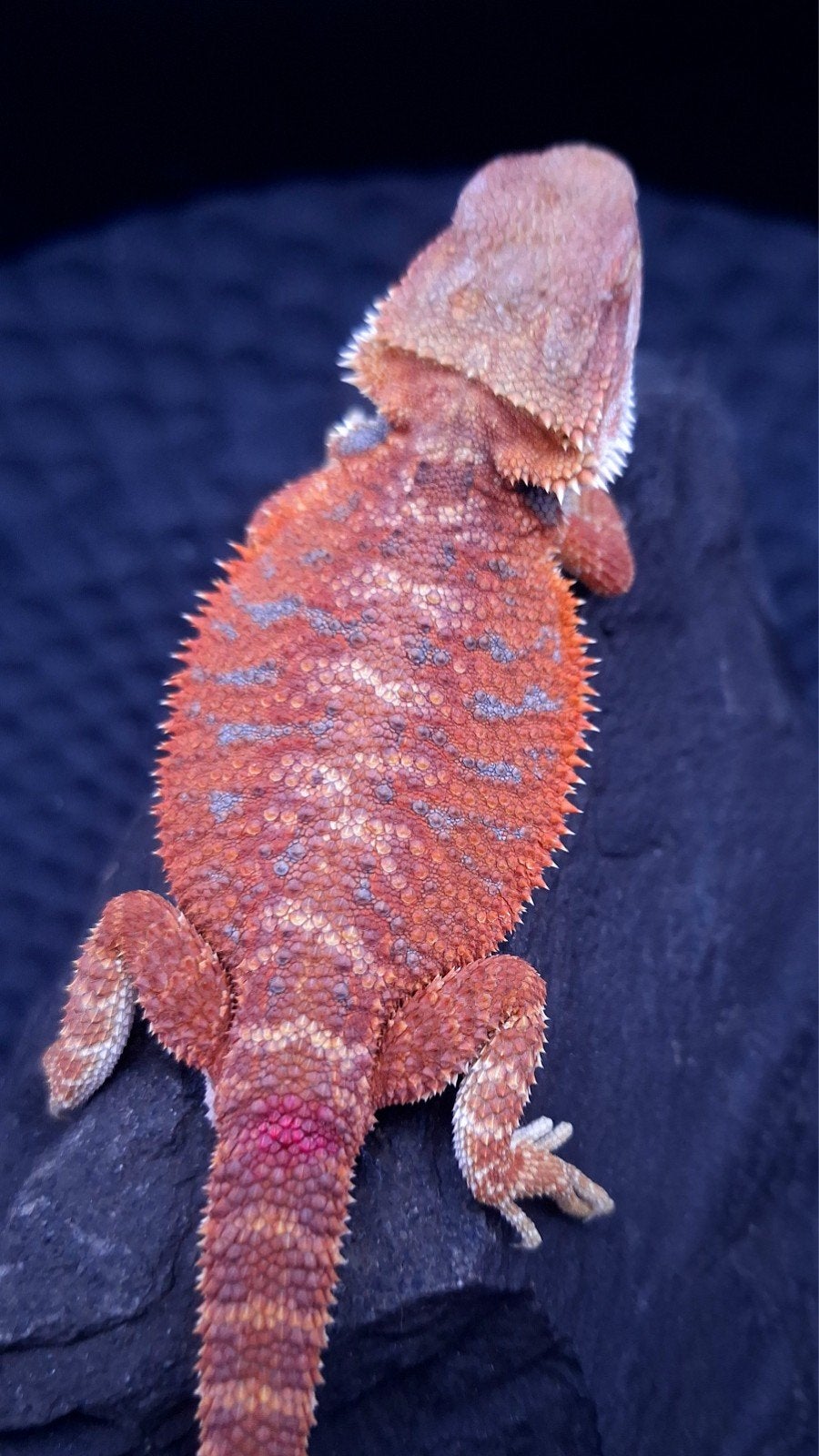 Red Hypo Blue Bar het. Trans/Witblits Vrouw, Animaux & Accessoires, Reptiles & Amphibiens, Lézard, 0 à 2 ans