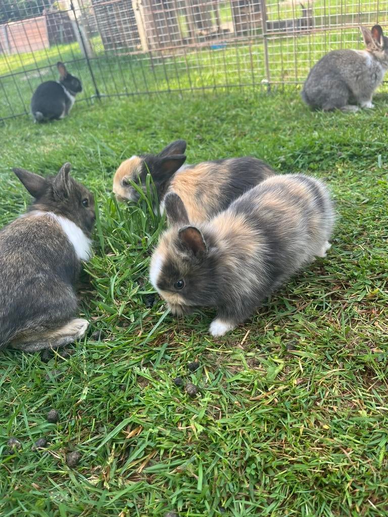 6 jolis lapins nains, Animaux & Accessoires, Lapins, Nain, Plusieurs animaux, 0 à 2 ans