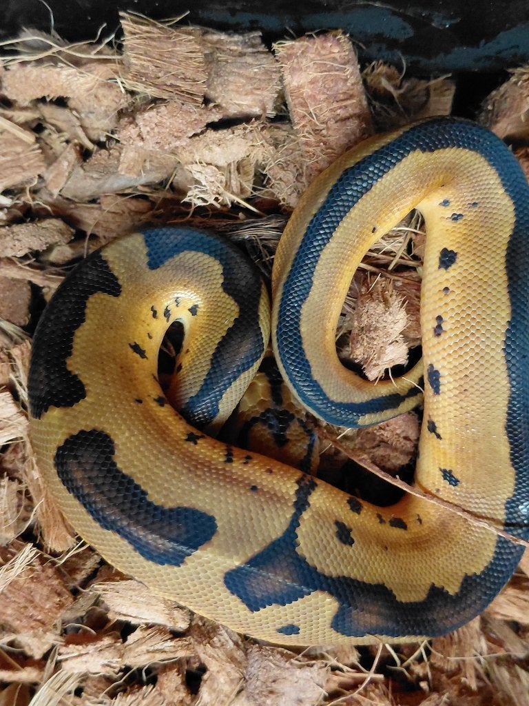 black pastel enchi leopard clown Ball Python photo 3