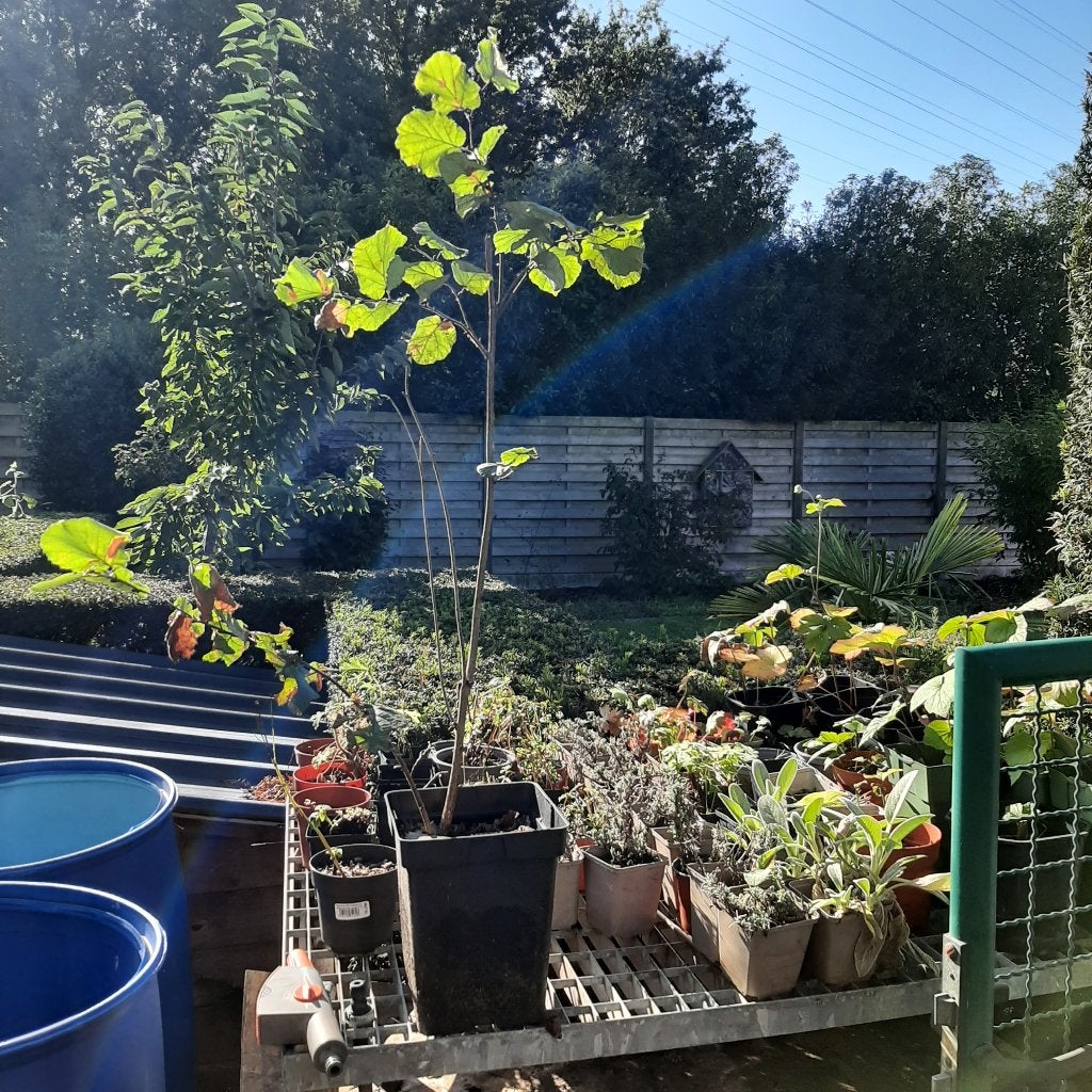 Rode hazelaar, Ophalen, In pot, Overige soorten, 250 tot 400 cm