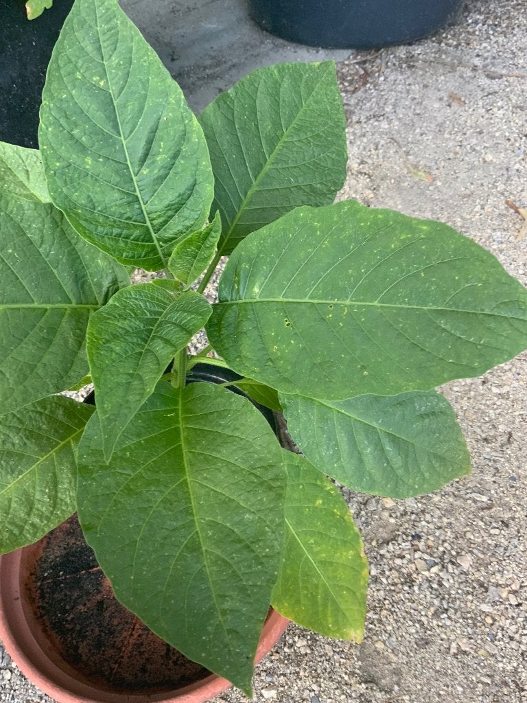 2 jonge plantjes van Brugmansia  dubbelbloemig, Vaste plant, Halfschaduw, Zomer, Ophalen