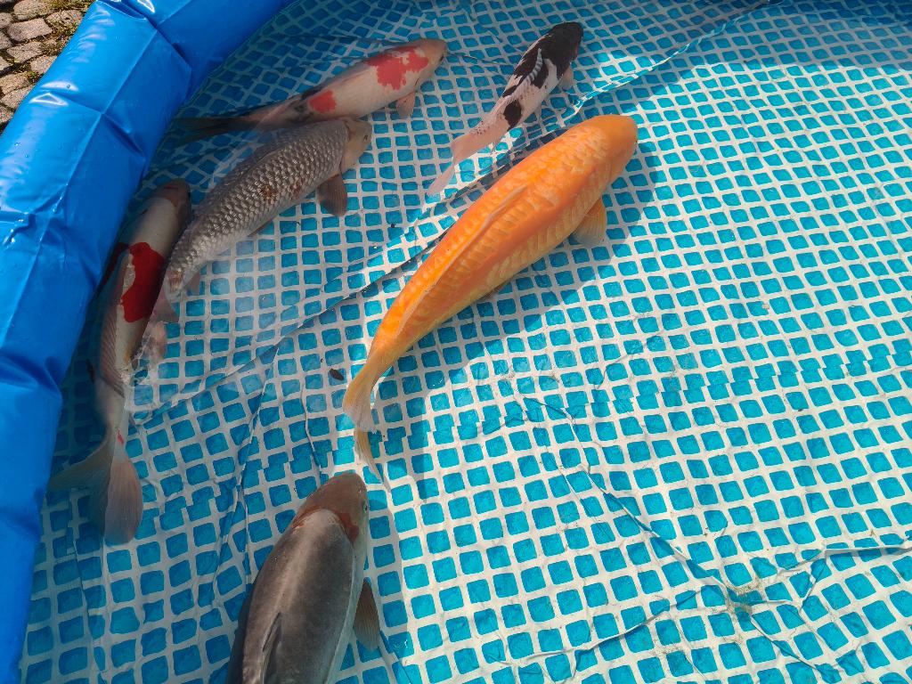 Japanse koi, Dieren en Toebehoren, Karper of Koi