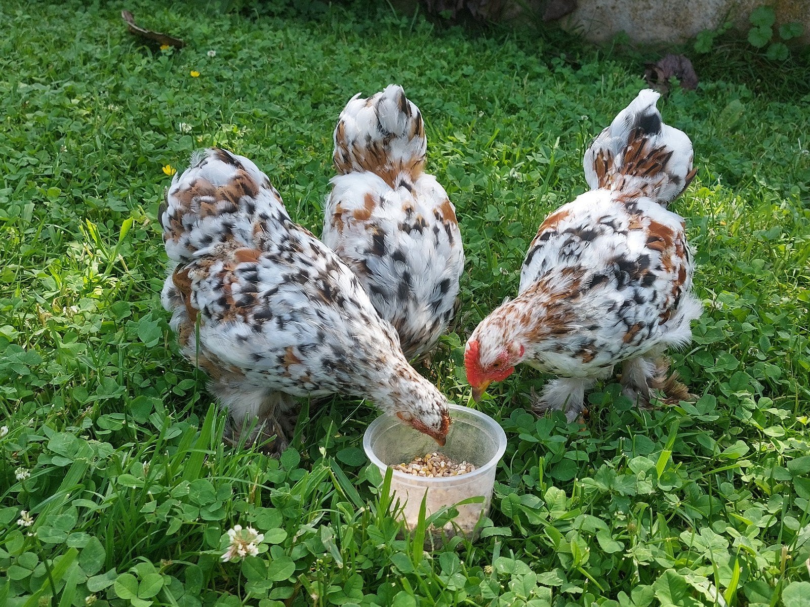 Jonge Cochin kriel kippen., Dieren en Toebehoren, Pluimvee