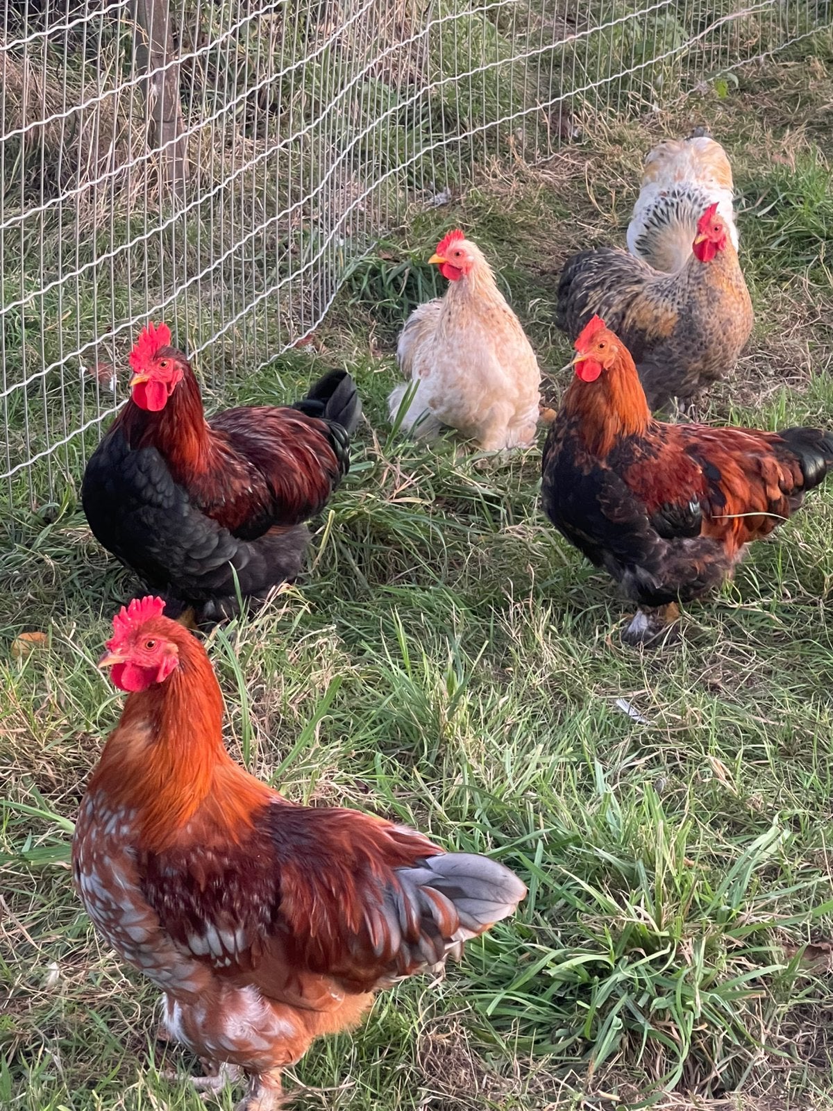 Gratis haantjes, Mâle, Poule ou poulet